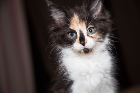 Kitten Pet Portrait