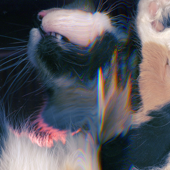 Kitten Scans