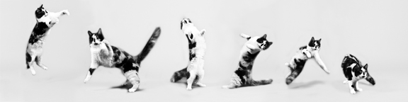 cat jumping