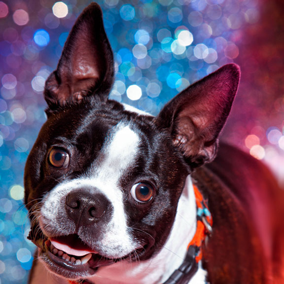 Dog Pet Portrait